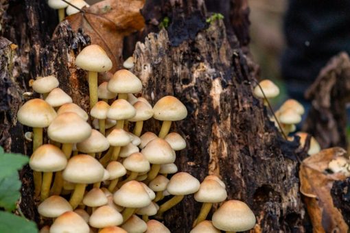 Grzybnia zamiast pianki – jak zrobić akustyczne panele i meble z mycelium do domu