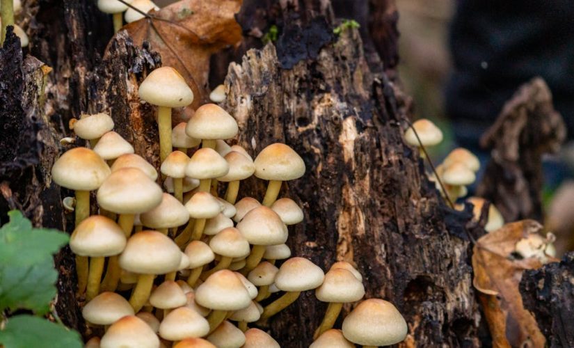 Grzybnia zamiast pianki – jak zrobić akustyczne panele i meble z mycelium do domu